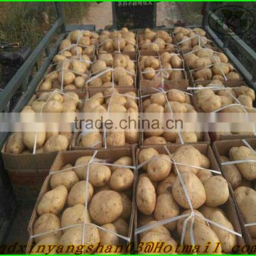 Fresh potato sold cheap/fresh ginger