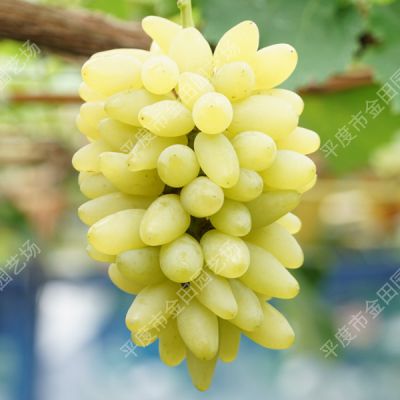 fresh golden finger grape seedless fresh fruit