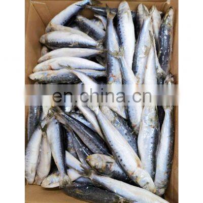 Best selling IQF frozen sardine for fishing bait
