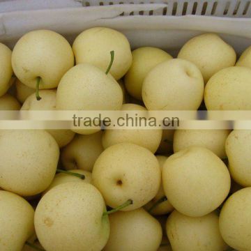 New Fresh Juciy Crown Pear from Chinese