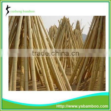 Bamboo stakes and poles