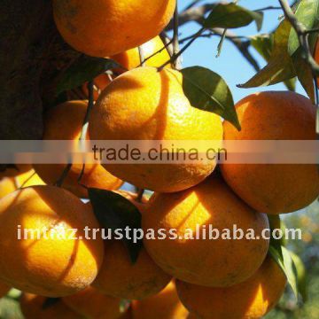 New Year 2017 Special Offer - Mandarin Orange, Citrus Fruit from Pakistan