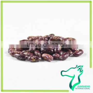 High Quality Purple Speckled/Spotted Kidney Bean Seed