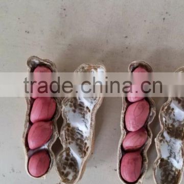 Chinese top quality Shandong red four kernels Peanut