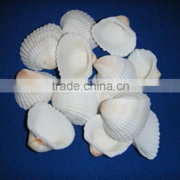 indian sea shells for art and crafts, kids crafts, home decor, sea shells,shell beads, indian sea shells