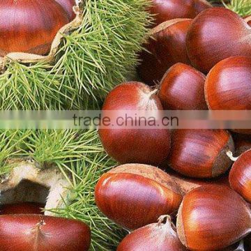 supper supplier for chestnut