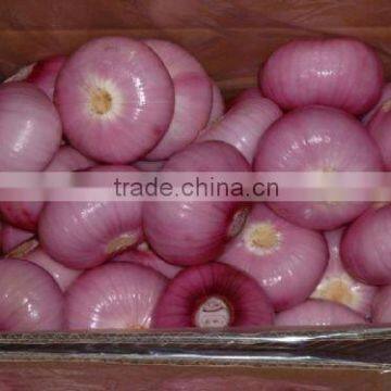 lowest price Fresh big red onion