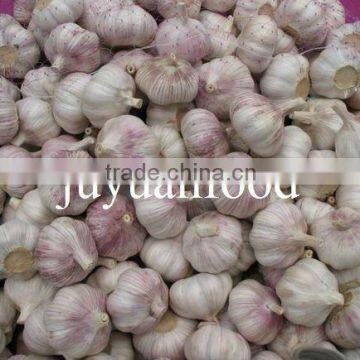 Chinese Juyuan Garlic