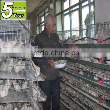 automatic layer quail cage