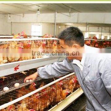 Uganda poultry farm automatic chicken layer cage for sale
