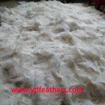 Natural White Ostrich Feather From China