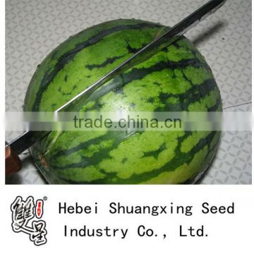 Super jingxin low temperature resistance hybrid f1 watermelon seeds