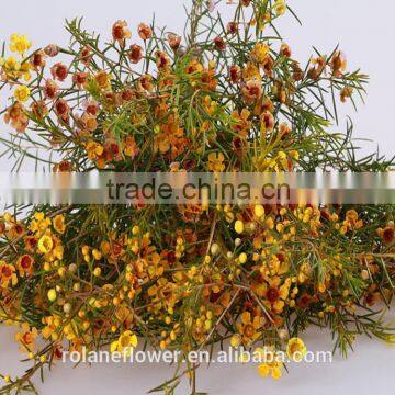 2016 top sale fresh cut wedding flowers wintersweet with dark yellow color