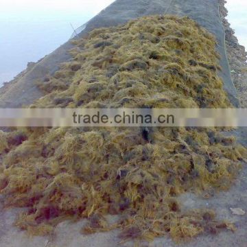Sell Gracilaria, Euchema Spinosum And Cottoni Seaweeds