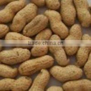 Roasted groundnuts in shell