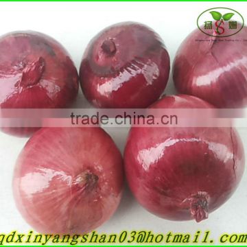 2015 RED ONIONS( Preferential Booking)