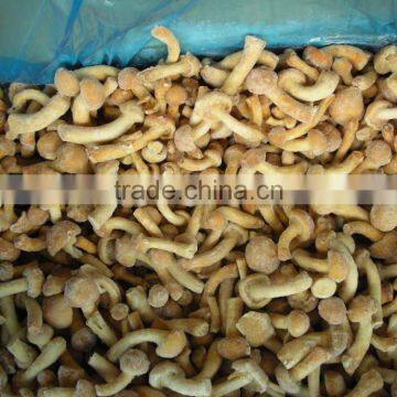 Frozen mushroom nameko top quality crop 2015