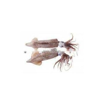 frozen squid(Loligo Japonoca)