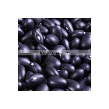 HPS small black kidney bean crop 2012