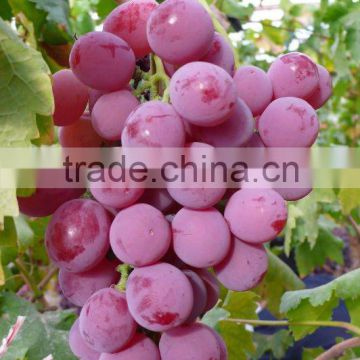 fresh red grape(good colour and quality)