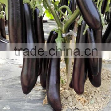 Highly recommended Hybrid High yield black long eggplant seeds for growing-ChangZa218