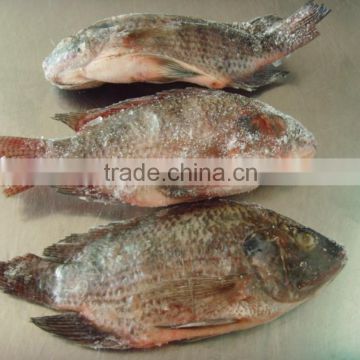China Top Quality Seafood Frozen Gutted Fish Tilapia All sizes
