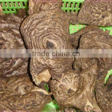 new crop Sarcodon aspratus wild mushroom