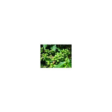 100% Natural Green Coffe Bean Extract/coffe bean extract powder/green coffe bean powder
