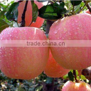 shandong fuji apple