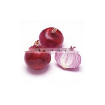 World Best Selling Wholesale of Red Onion Importers