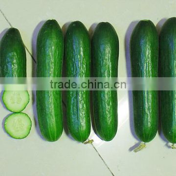 MCU101 Baolv Parthenocarpy chinese cucumber seeds, cucumber hybrid seeds china