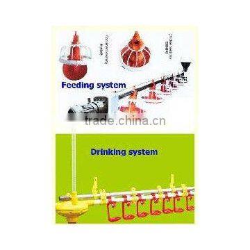 broilers and chicken chain type feeding system