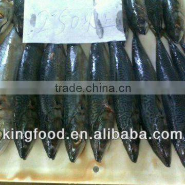 Hot selling frozen mackerel