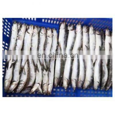 Good price frozen anchovy fish block for export