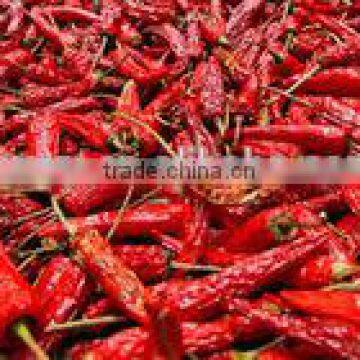 Hot Red Chilli Pepper