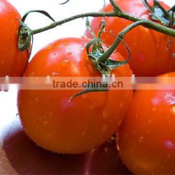 top quality china tomato paste 400g normal easy open for Europe factory double concentrated