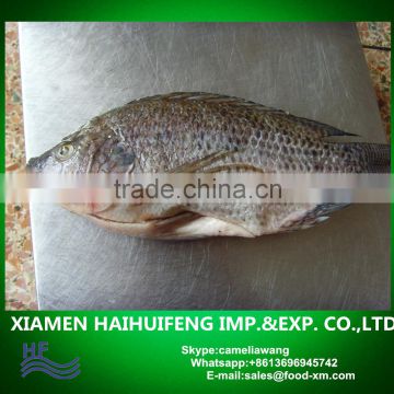 gutted scaled whole tilapia exporter