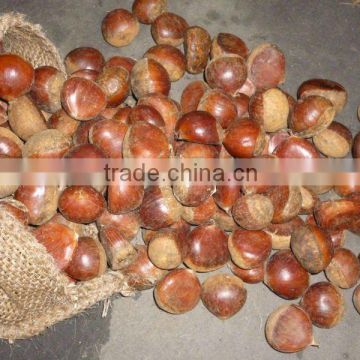 2012 Crop China Fresh Chestnut Exporter & Wholesaler