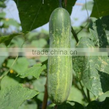 HCU04 Zhekuan 25cm in length,chinese F1 hybrid cucumber seeds in vegetable seeds
