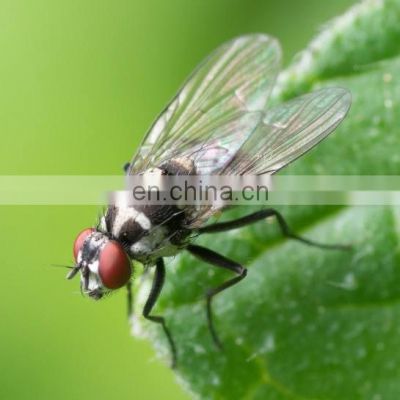 Azamethiphos most destructive insect pest can get rid of flies