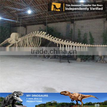 MY Dino-C060 Artificial sperm whale skeleton for sale