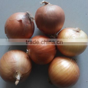 yellow onion for Korea market