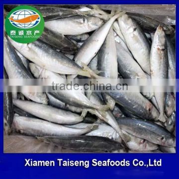 Health Food Frozen Round Scad (decapterus Lajang) mackerel fish