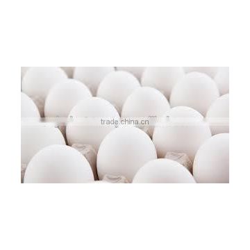 50 gms chicken eggs bulk exporter