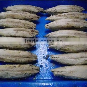 Skiness and decaptitating Frozen per-cooked bonito tuna loins(whole round)