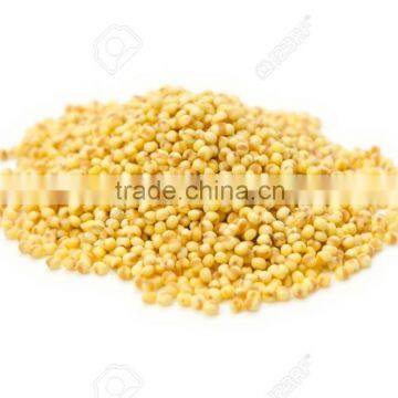 Foxtail Millet