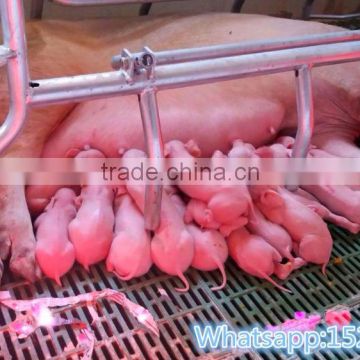 2016 Sow pig sty pig farming equipment pig pen design