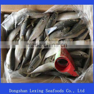 Frozen Horse Mackerel Whole Round