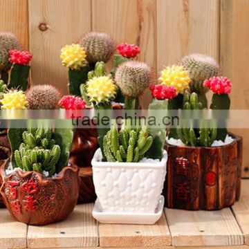 Mini tropical cactus for desk decoration flowering perennials