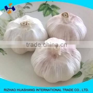 good quality normal white fresh garlic size4.0cm